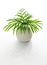 Parlor palm leaves in a white vase with reflection