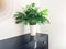 Parlor palm plant decorating black wooden dresser