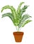 Parlor palm pot. Exotic houseplant. Home jungle