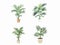 Parlor Palms - Elegant Illustration of Indoor Greenery