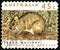 Parma Wallaby Australian Postage Stamp