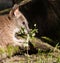 A parma wallaby eating