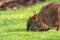 The parma wallaby (Macropus parma)