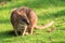 The parma wallaby (Macropus parma)