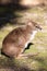 Parma wallaby, Macropus parma, they are among the small Kangaroos