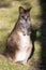 Parma wallaby, Macropus parma, they are among the small Kangaroos