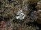 Parmelia sulcata, Cladonia cornutoradiata lichens and moss on slag substrate.