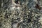 Parmelia sulcata is a foliose lichen in the family Parmeliaceae tolerant of pollution, has cosmopolitan distribution