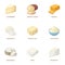 Parmesan, roquefort, maasdam, gauda.Different types of cheese set collection icons in cartoon style vector symbol stock