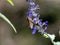 Parnara guttata straight swift butterfly on flowers 5