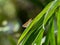 Parnara guttata straight swift butterfly on a leaf 1