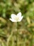 Parnassia palustris bog star flower in green field