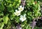 Parnassia palustris, commonly called marsh grass of Parnassus, northern grass-of-Parnassus, and bog-star