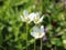 Parnassia palustris, commonly called marsh grass of Parnassus, northern grass-of-Parnassus, and bog-star