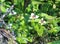 Parnassia palustris, commonly called marsh grass of Parnassus, northern grass-of-Parnassus, and bog-star