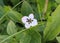 Parnassia palustris, commonly called marsh grass of Parnassus, northern grass-of-Parnassus, and bog-star