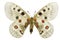 Parnassius apollo