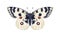 Parnassius Apollo, beautiful exotic butterfly species. Flying moth in realistic detailed style. Tropical insect. Retro