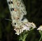 Parnassius apollo - butterfly. Portrait
