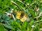 Parnassius eversmanni Papilionidae butterfly on a green lawn. Rare butterfly from Altai. Siberia