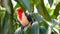 Paroare Bird in Bolivian rainforest, south America.