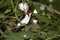 PAROARE ROUGECAP paroaria gularis