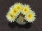 Parodia Ball Cactus Sporting Five Yellow Flowers