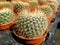 Parodia cactus in the pots