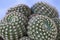Parodia cactus from South America