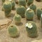 Parodia claviceps Spegazz., cactus grows in sand