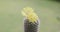 Parodia lenninghausii, Close-up yellow tower cactus with yellow flower bloom. Cactus is a popular cactus with thorns and is highly