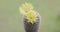 Parodia lenninghausii, Close-up yellow tower cactus with yellow flower bloom. Cactus is a popular cactus with thorns and is highly