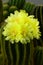 Parodia magnifica or Notocactus magnificus with yellow flower bl