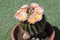 Parodia Mammulosa Specimen Tom Thumb Ball Cactus in Full Bloom