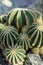 Parodia scopa cactus succulent plant many buds