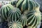 Parodia scopa cactus succulent plant many buds