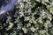 Paronychia cephalotes - Wild plant shot in the spring.