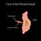 Parotid salivary gland cyst. The structure of the parotid salivary gland. Vector illustration on isolated background