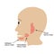 Parotid salivary gland. Submandibular salivary gland. Sublingual salivary gland. Vector illustration on isolated