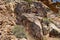 Parowan Gap petroglyphs