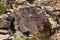 Parowan Gap petroglyphs