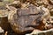 Parowan Gap petroglyphs