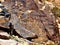 Parowan Gap Petroglyphs in Utah