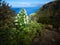 Parque Barranco de Ruiz. Hiking on Tenerife.