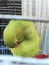 Parrot