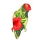 Parrot Agapornis lovebird tropical bird floral pattern red and yellow hibiscus palm on a white background vector illustration edi