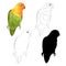 Parrot Agapornis lovebird tropical bird natural and outline and silhouette on a white background vector illustration editable