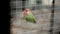 Parrot Agapornis roseicollis is crawling around the cage