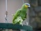 Parrot Amazon