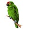 Parrot Amazon itting on a tree branch sketch vector